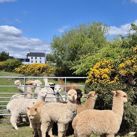 The Alpaca Farmhouse With Hot Tub And Alpaca Experience Included Dromara Bagian luar foto