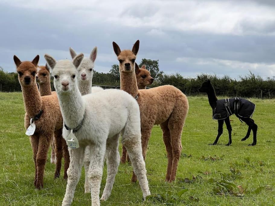 The Alpaca Farmhouse With Hot Tub And Alpaca Experience Included Dromara Bagian luar foto