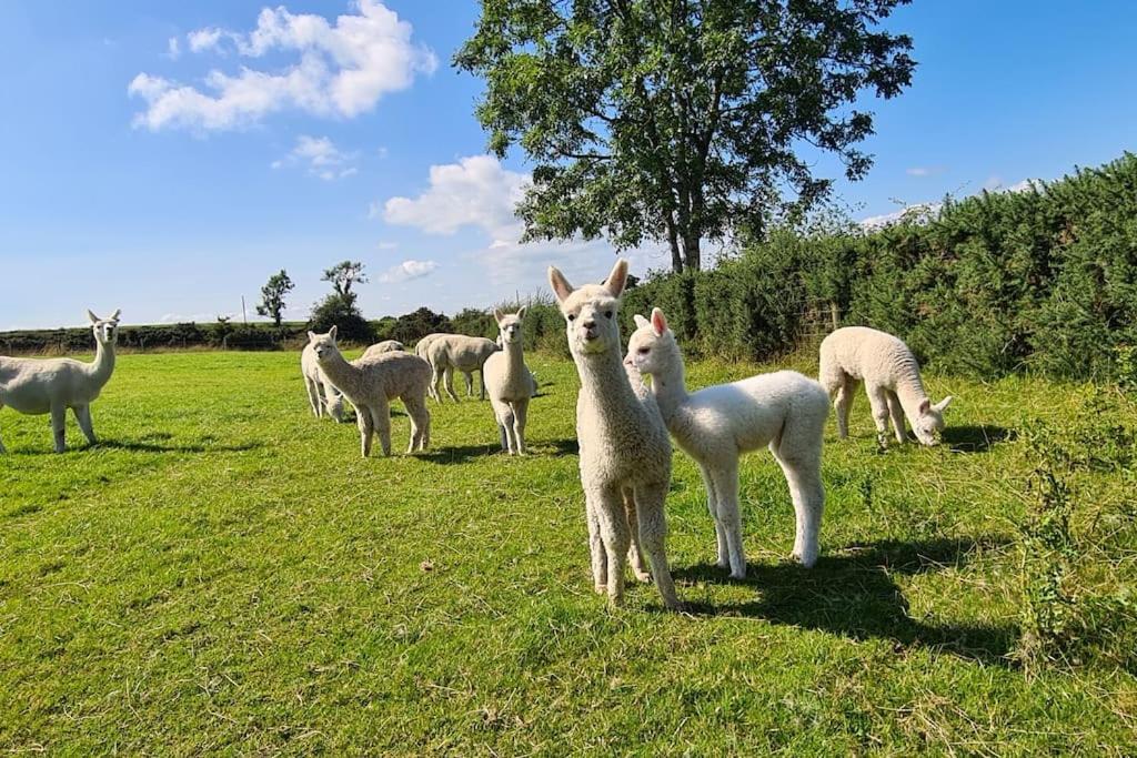 The Alpaca Farmhouse With Hot Tub And Alpaca Experience Included Dromara Bagian luar foto