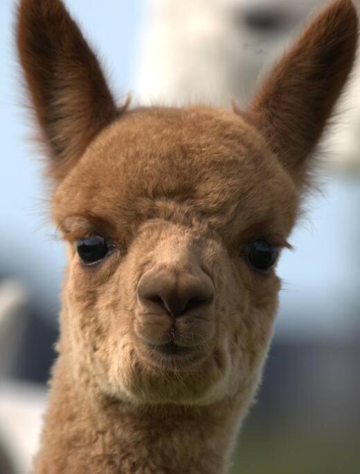 The Alpaca Farmhouse With Hot Tub And Alpaca Experience Included Dromara Bagian luar foto