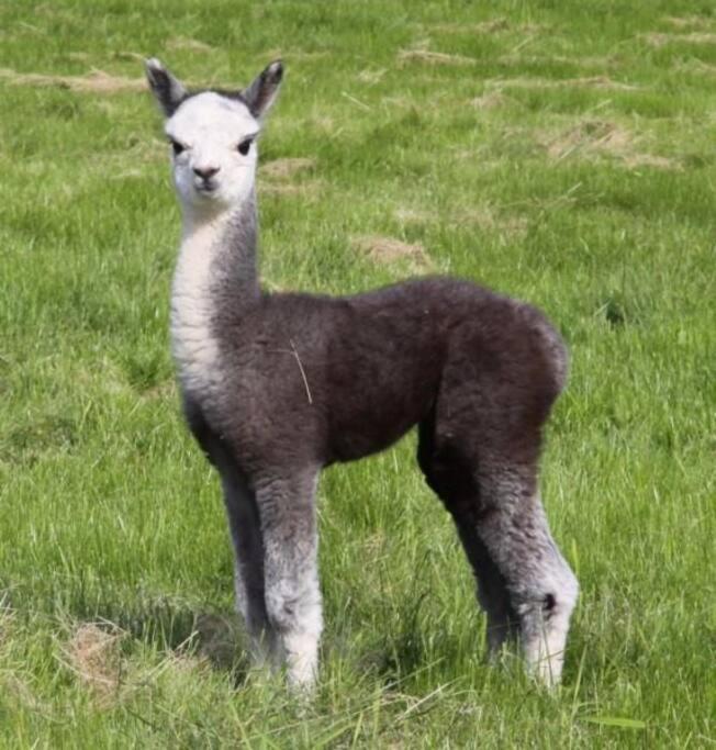 The Alpaca Farmhouse With Hot Tub And Alpaca Experience Included Dromara Bagian luar foto