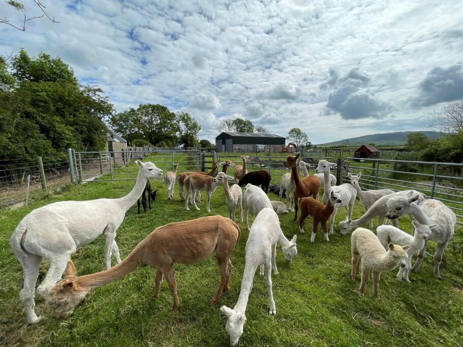 The Alpaca Farmhouse With Hot Tub And Alpaca Experience Included Dromara Bagian luar foto