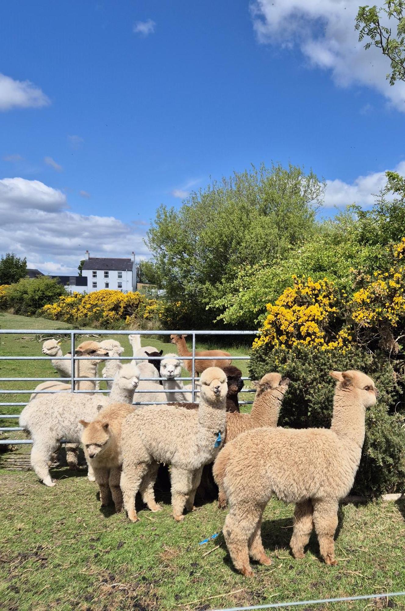 The Alpaca Farmhouse With Hot Tub And Alpaca Experience Included Dromara Bagian luar foto